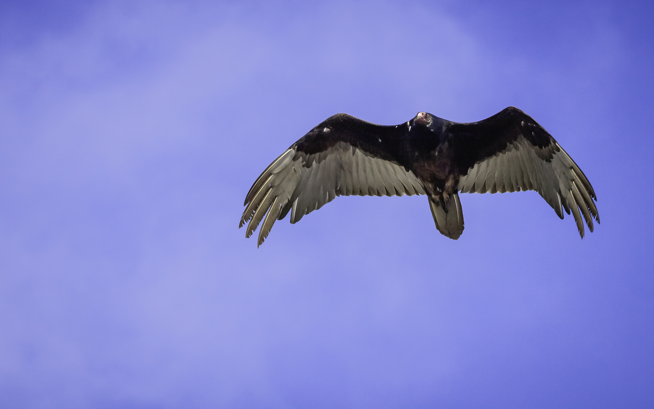 Turkey Vulture- Asilomar State Beach -- Pacific Grove, California