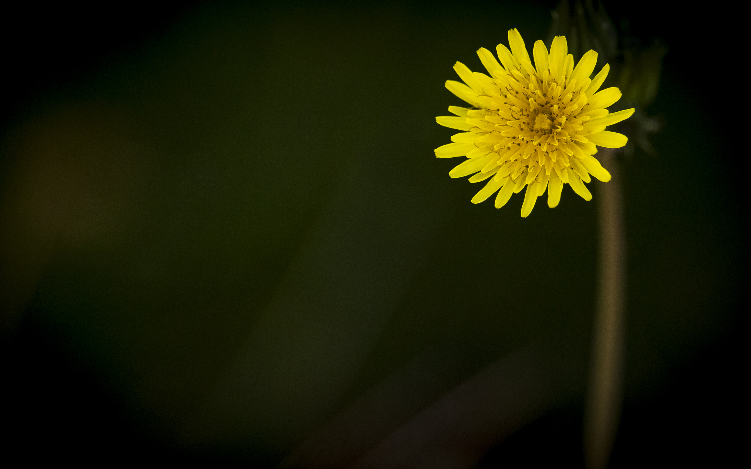 A Bright Spot in a Dark Garden