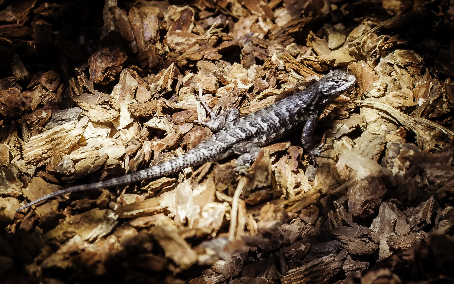 Western Fence Lizard --My Back Yard -- San Jose, California