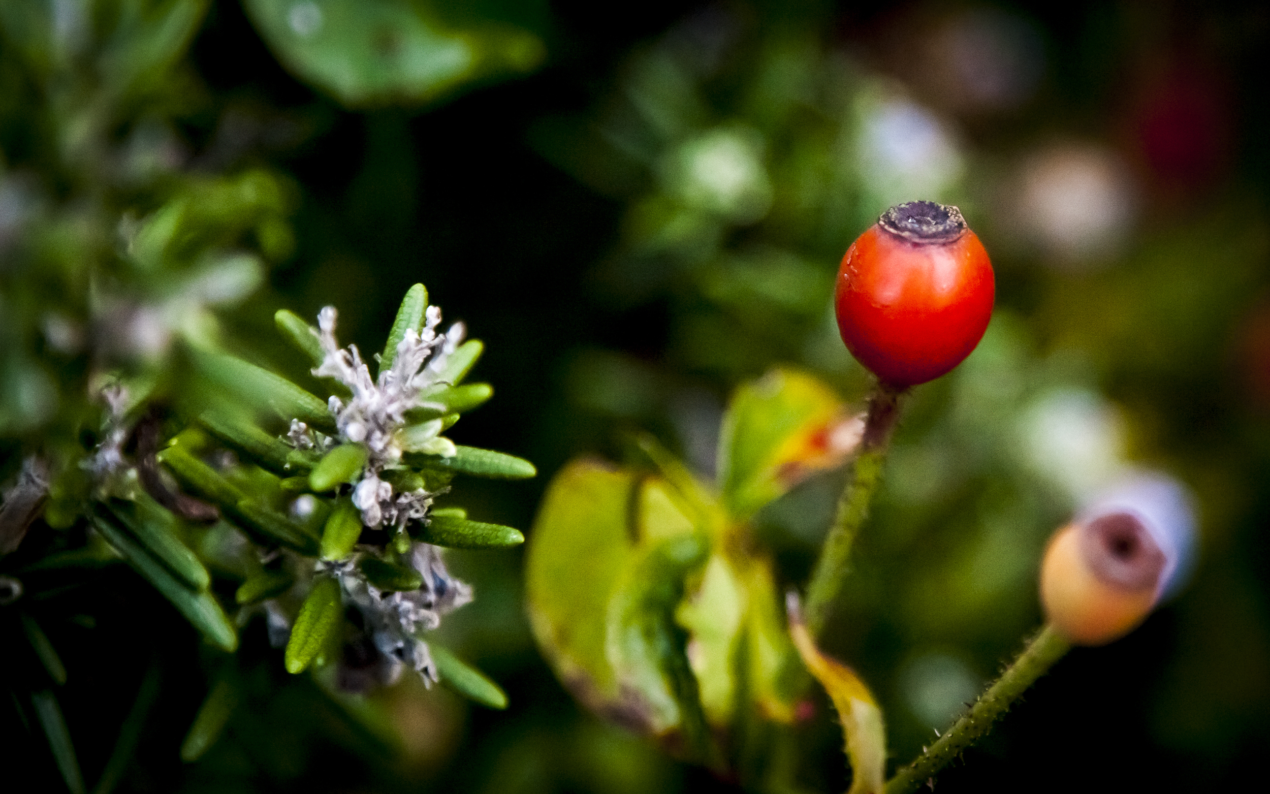 Blue Rosemary flower and Red Rose Hip -- Almaden Valley -- San Jose, California