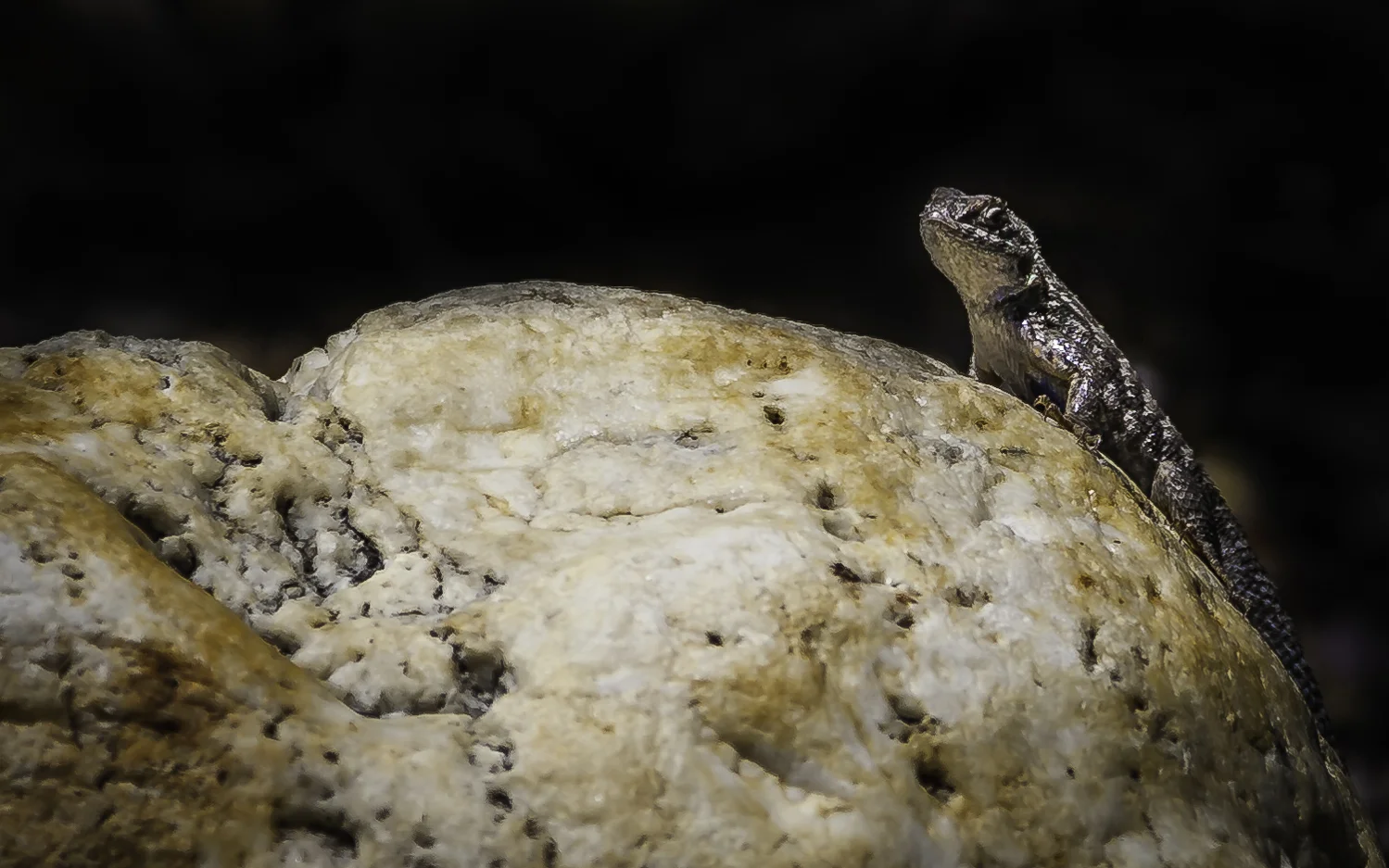 Western Fence Lizard --My Back Yard -- San Jose, California