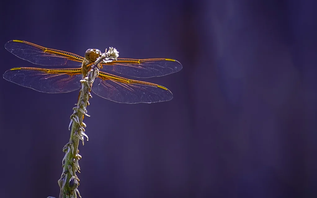 Flame Skimmer Dragonfly -- My Back Yard -- San Jose, California