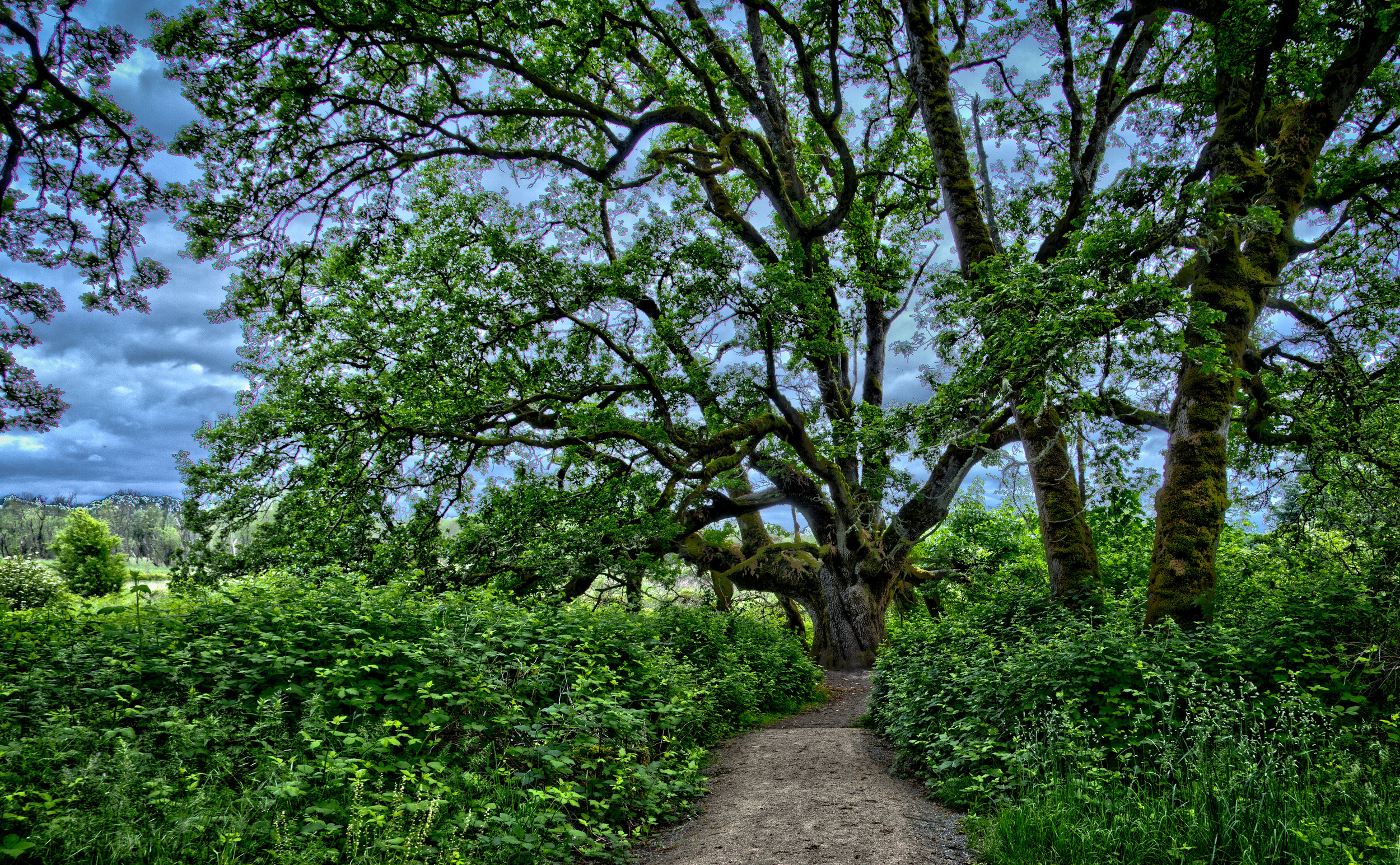 Hand Held 3-shot HDR of Spectacular Oregon White Oak -- -- Ridgefield National Wildlife Refuge, Ridgefield Washington