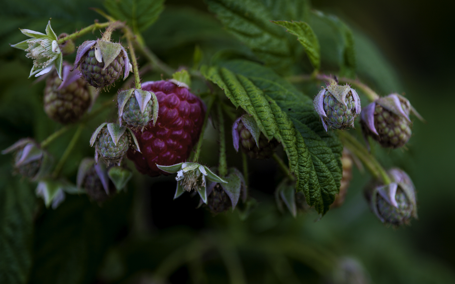 Autumn Bliss Raspberry -- My Back Yard -- San Jose, California