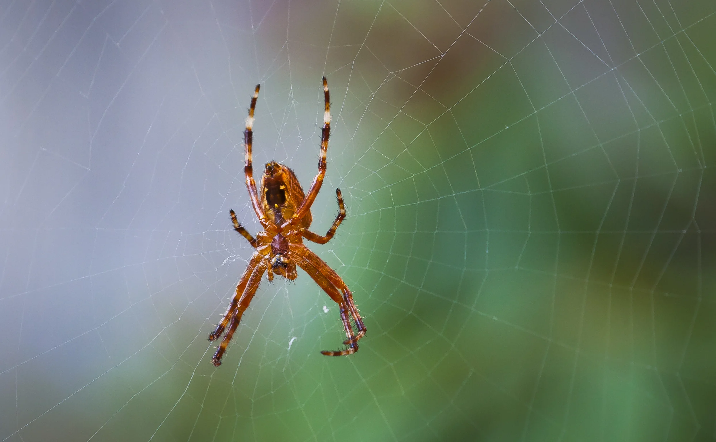 European Garden Spider -- Ventral View
