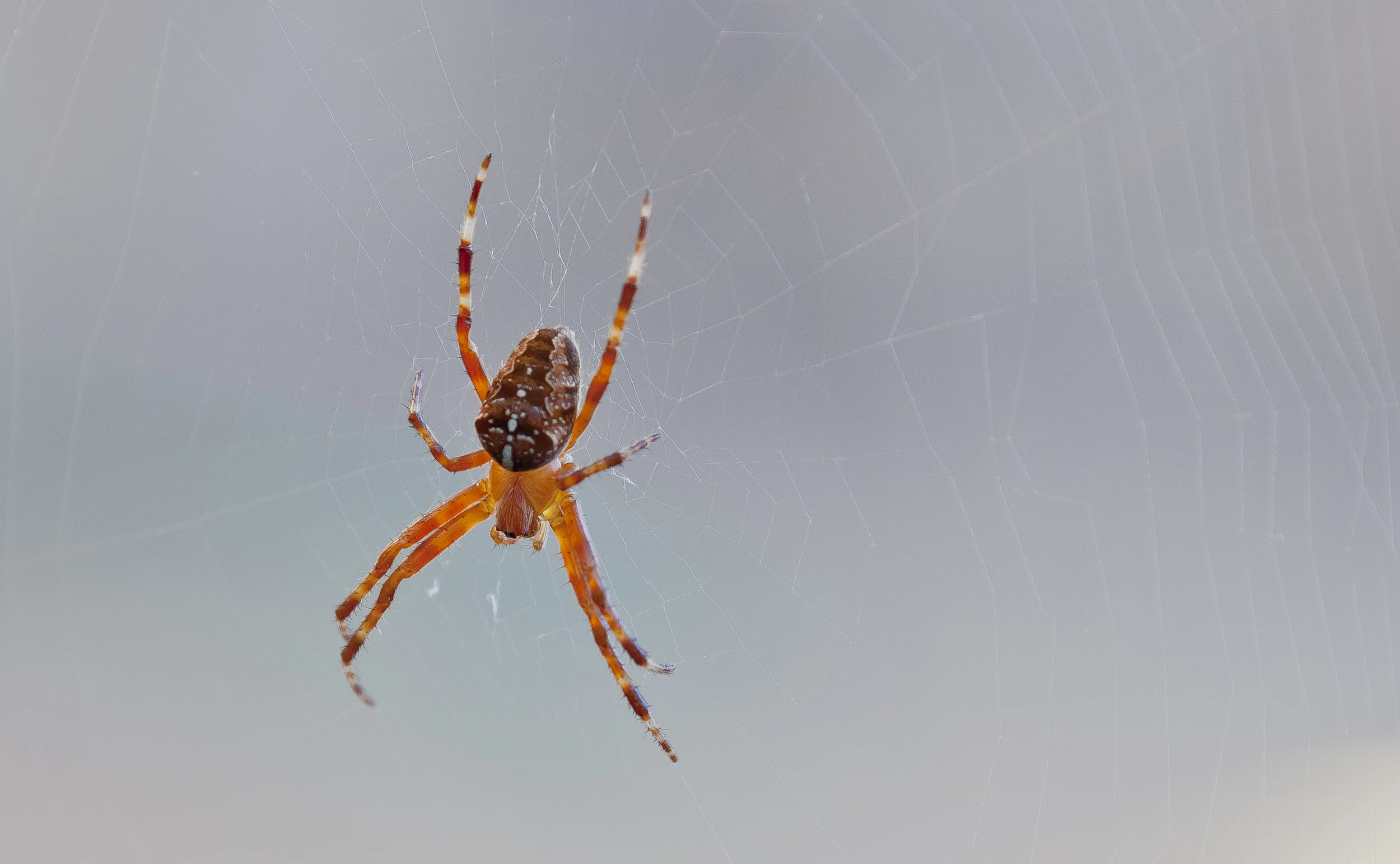 European Garden Spider -- Dorsal View