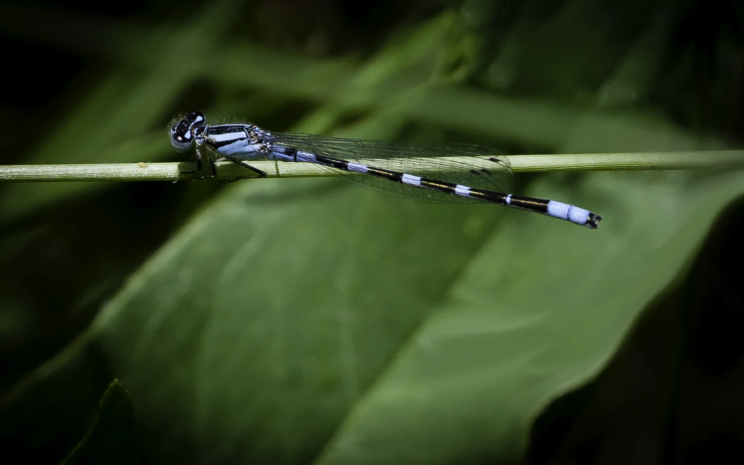 Tule Bluet With Tiny Green Aphid, Ridgefield National Wildlife Refuge, Ridgefield Washington