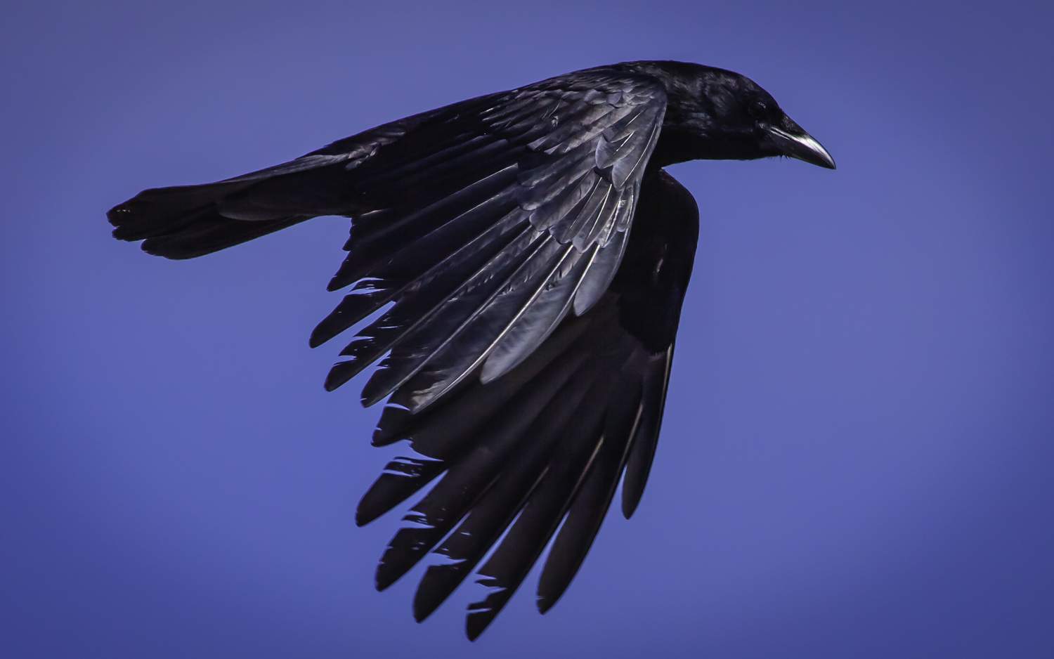 Common Crow -- Asilomar State Beach, Pacific Grove, California