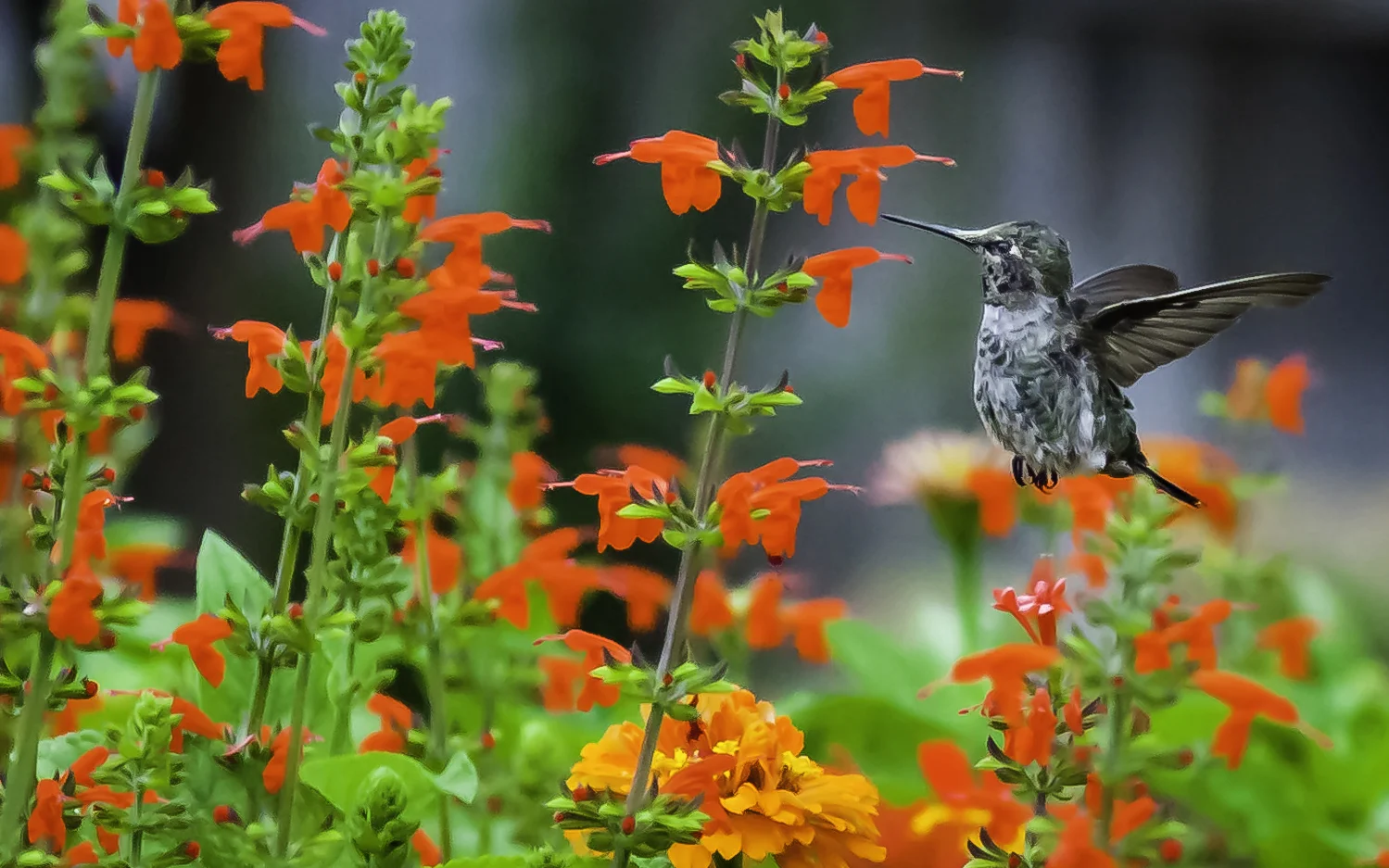 Hummingbirds Slide Show — Bugs, Birds & Blooms