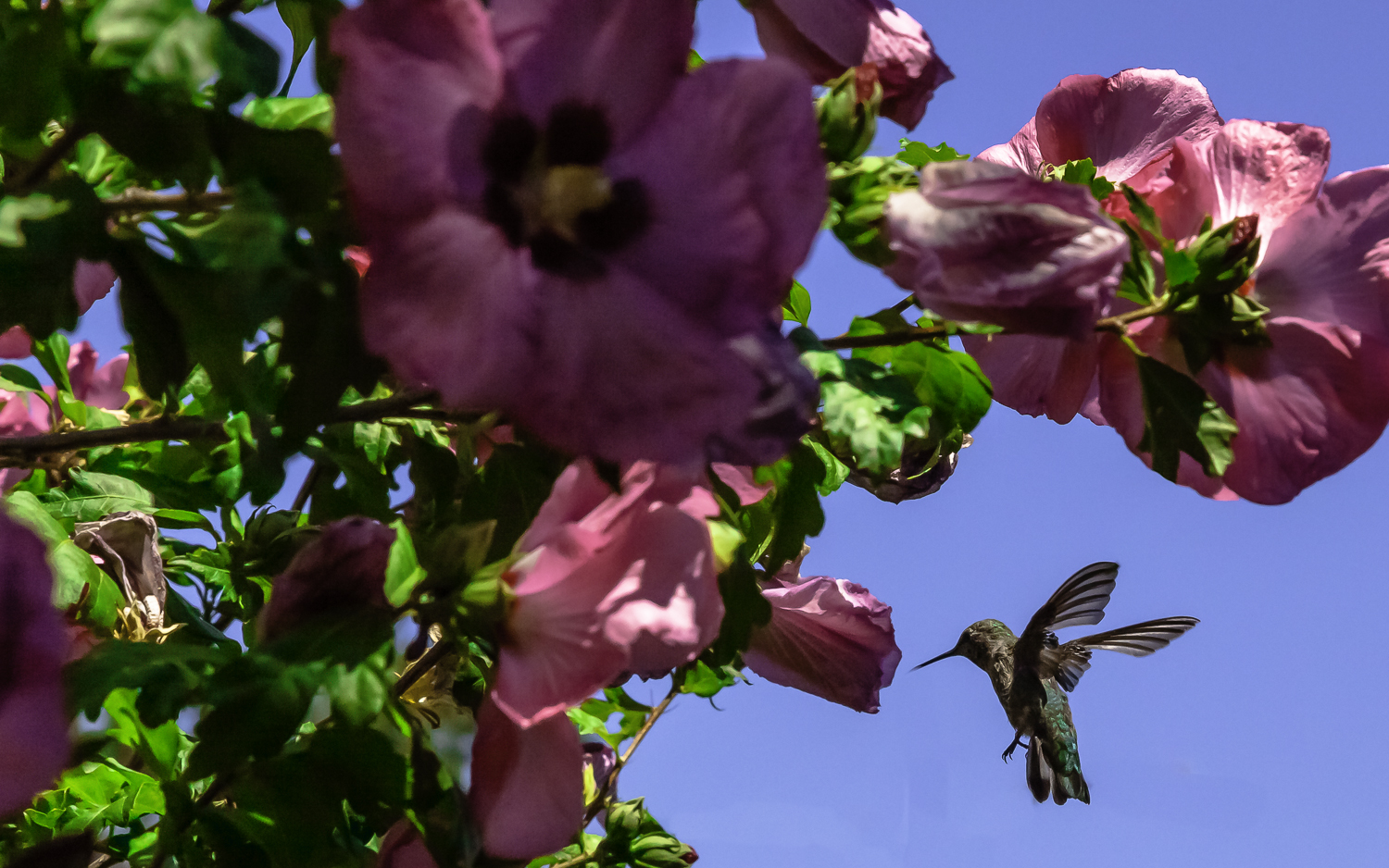 Anna’s Hummingbird Feeding On Rose of Sharon  -- My Backyard, San Jose, California