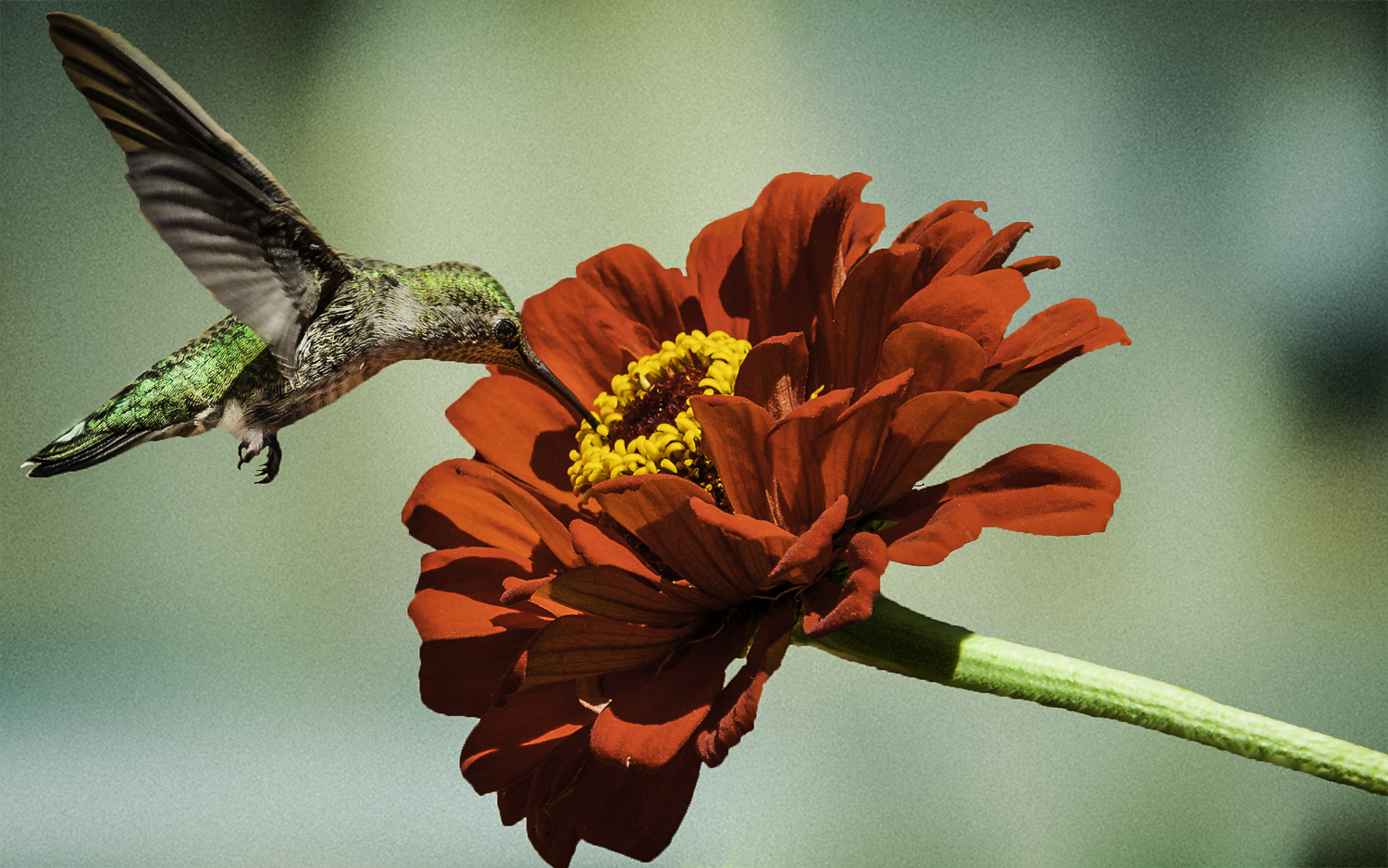 Anna’s Hummingbird  Feeding on Zinnia -- My Backyard, San Jose, California