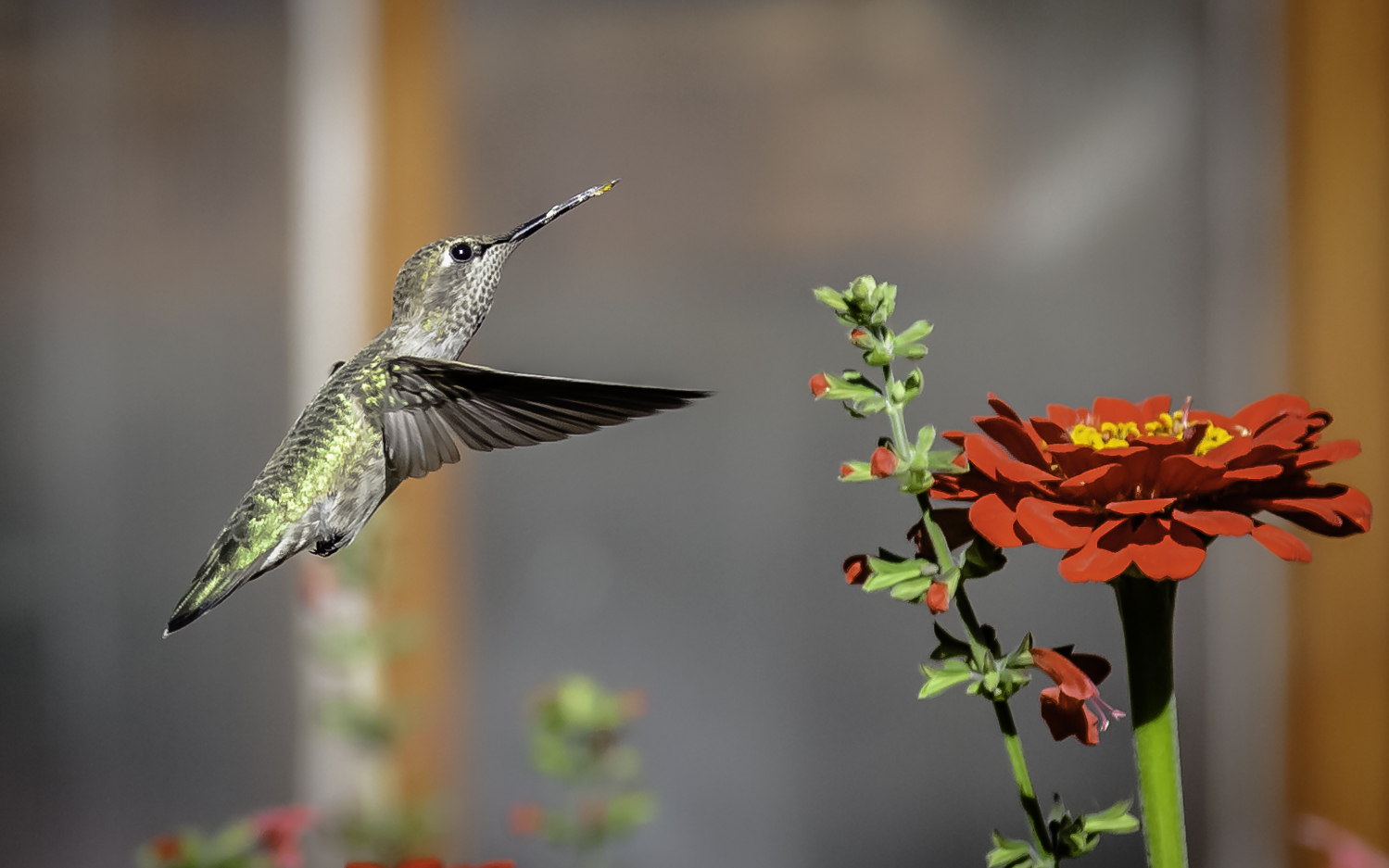 Anna’s Hummingbird  About to Feed on Zinnia -- My Backyard, San Jose, California