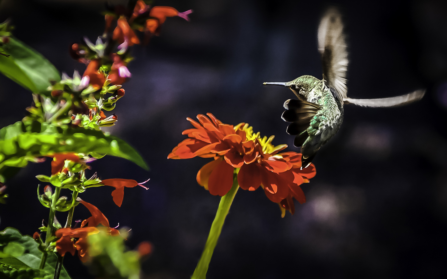 Anna’s Hummingbird Making Hard Left Turn  -- My Backyard, San Jose, California