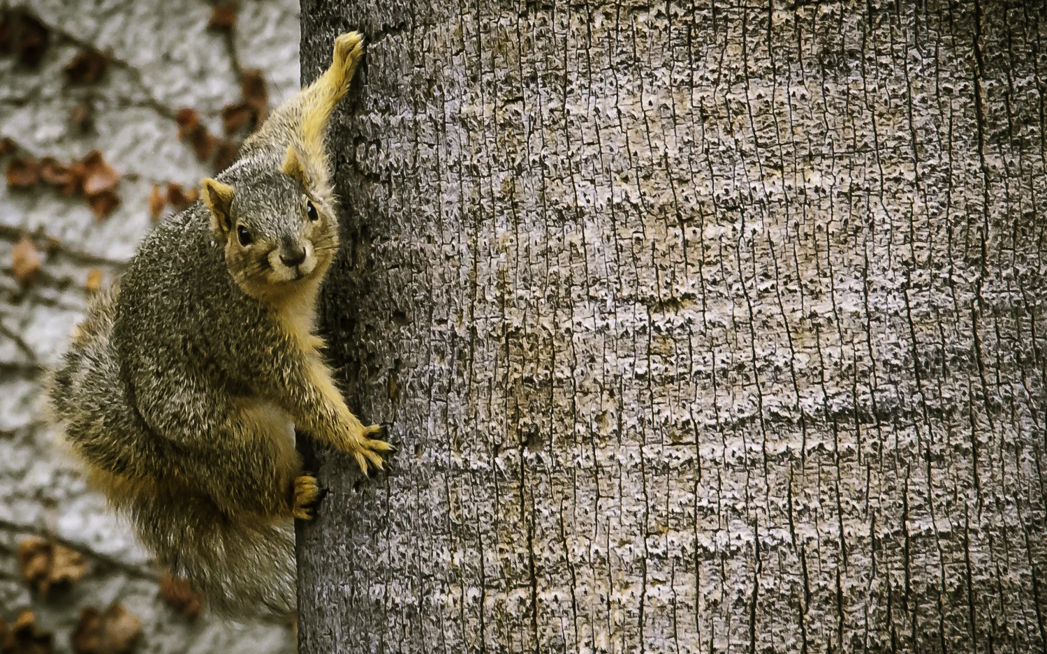 Squirrel on San Jose State University Campus
