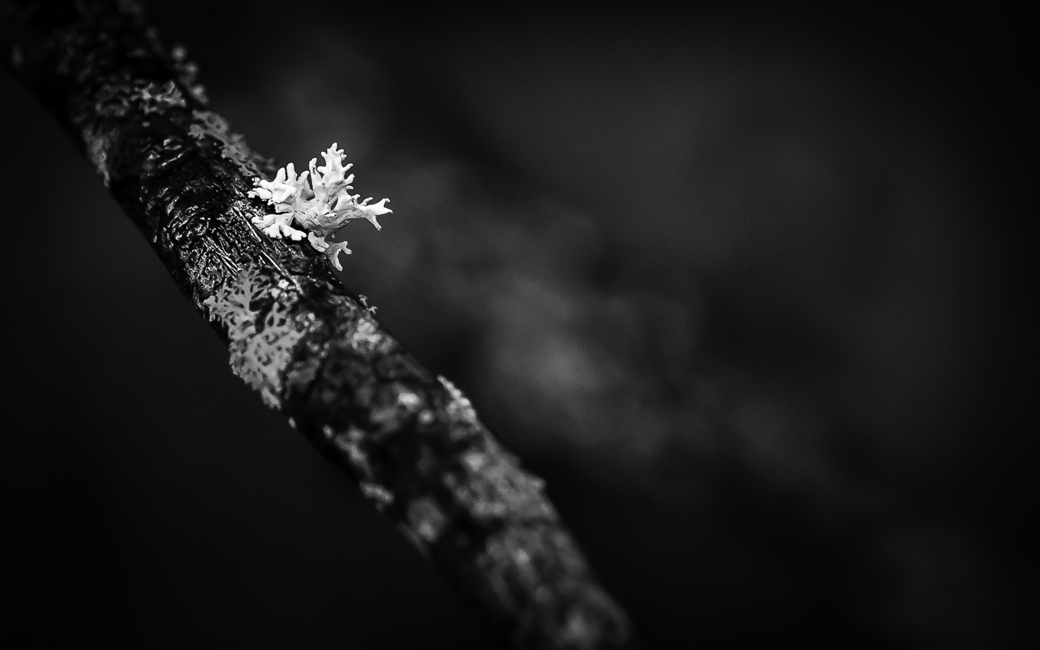 Lichen "man" Running Down Tree Branch--Black and White