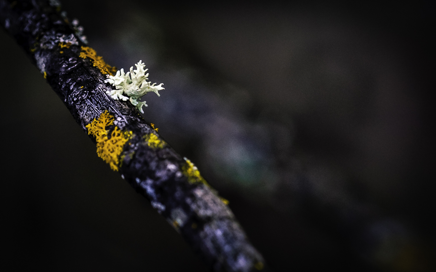 Lichen" "Man Running Down Tree Limb