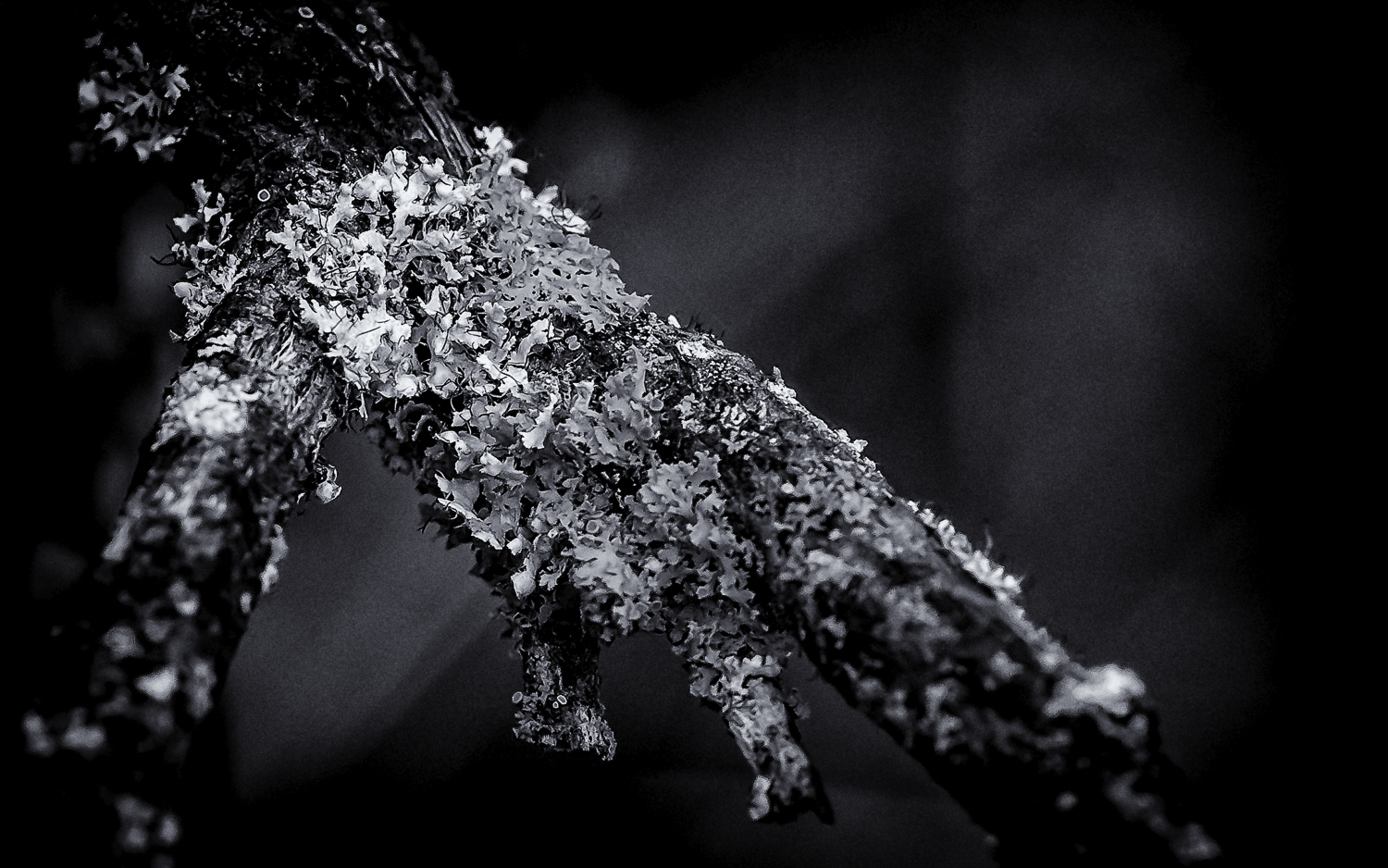 Orange and Pale-Green Lichen Black and White --Almaden Quicksilver Park, San Jose California