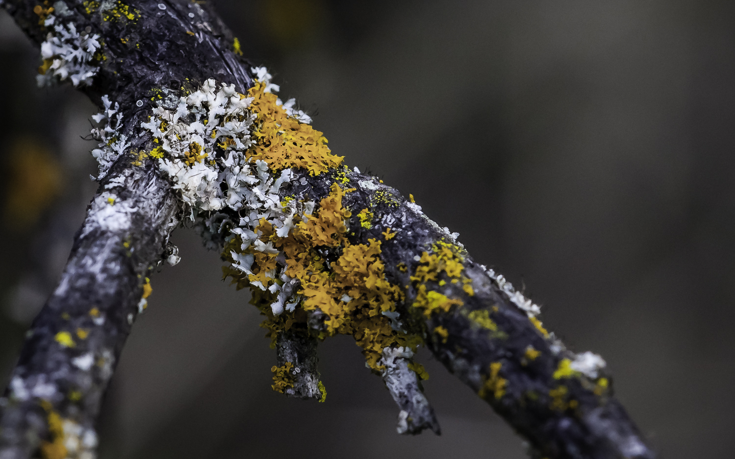 Orange and Pale-Green Lichen --Almaden Quicksilver Park, San Jose California