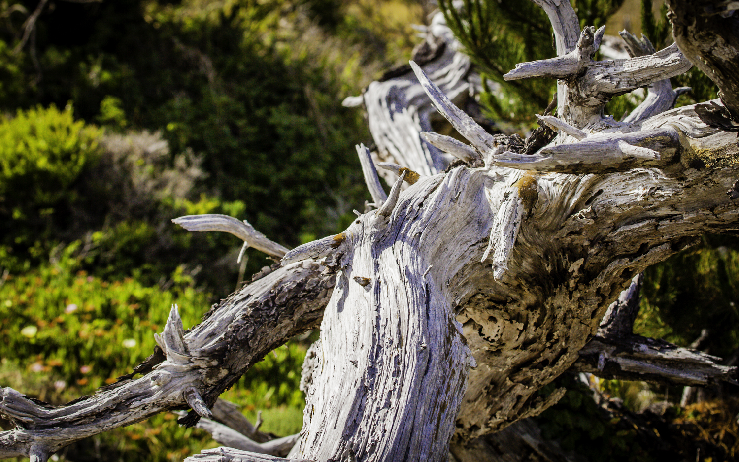 Monterey Pine Snag --Asilomar Conference Grounds, Pacific Grove, California