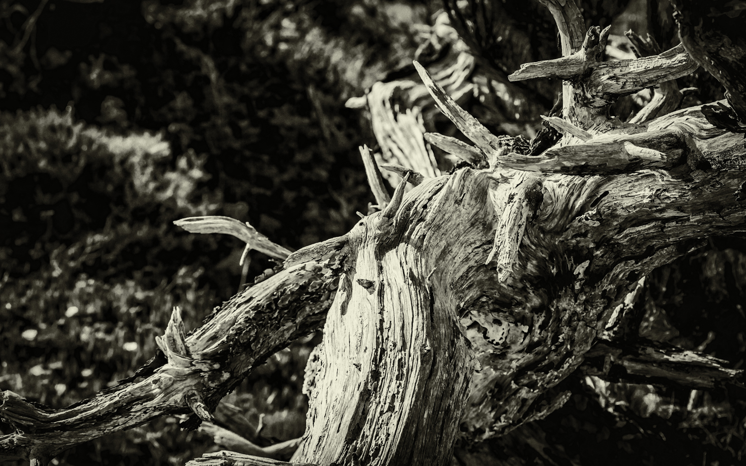 Monterey Pine Snag Black and White --Asilomar Conference Grounds, Pacific Grove, California