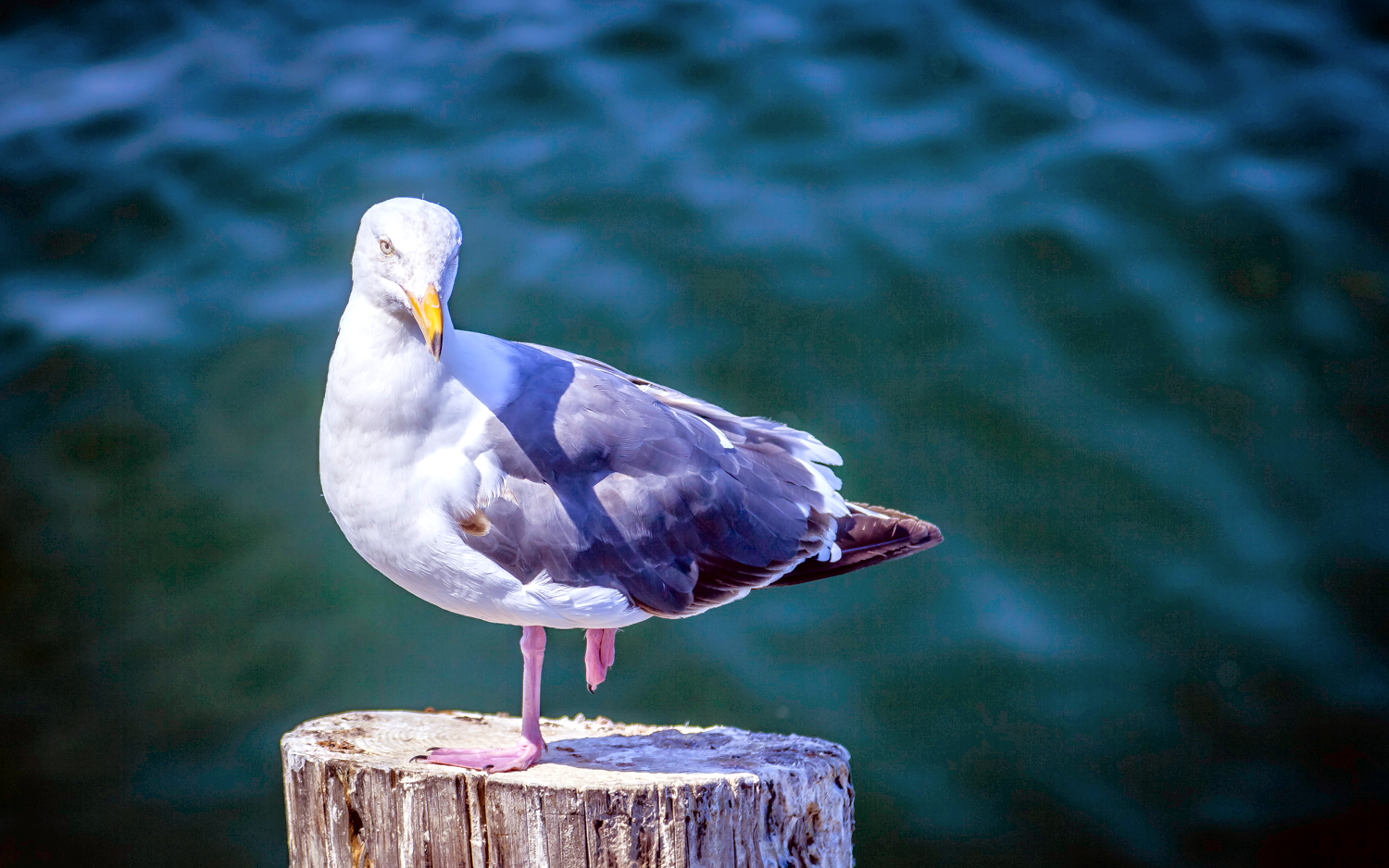 Herring Gull on Pile -- Monterey California