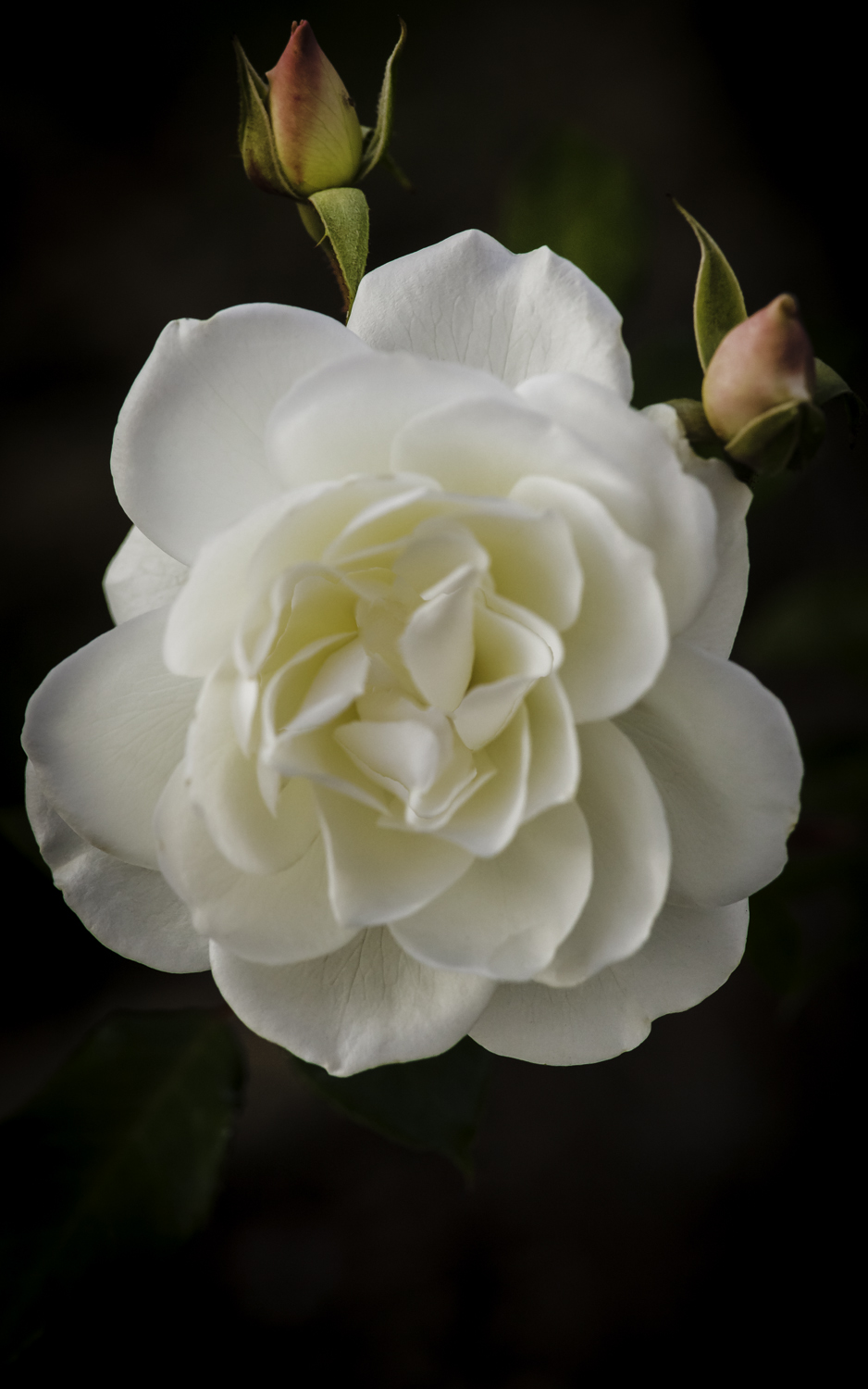 White Rose and Buds in the Afternoon --Almaden Valley -- San Jose, California