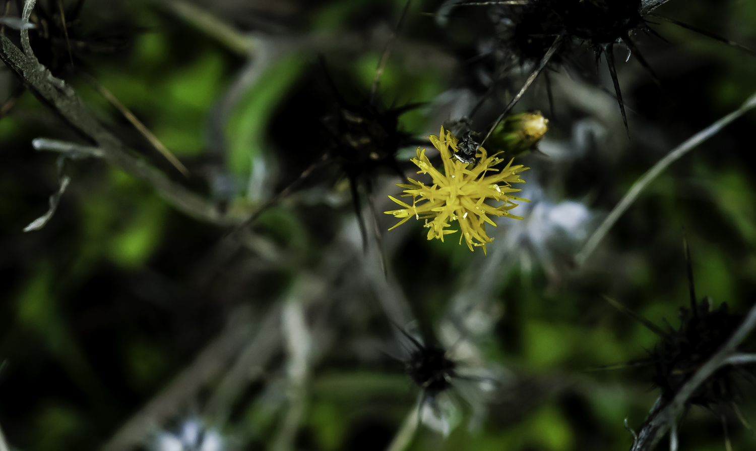 Yellow Star Thistle Flower and Bud  --Almaden Quicksilver Park -- San Jose, California