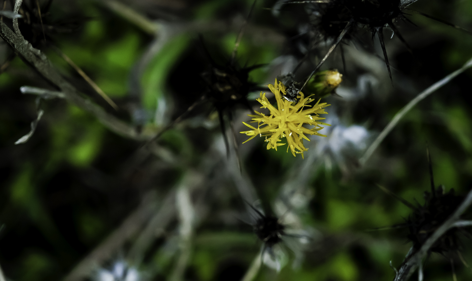 Yellow Star Thistle Flower and Bud --Almaden Quicksilver Park -- San Jose, California