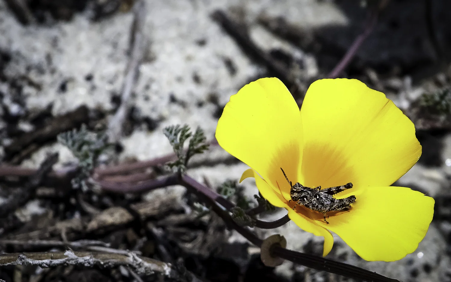 Painted Meadow Grasshopper Sitting on Coastal Variety of California Poppy