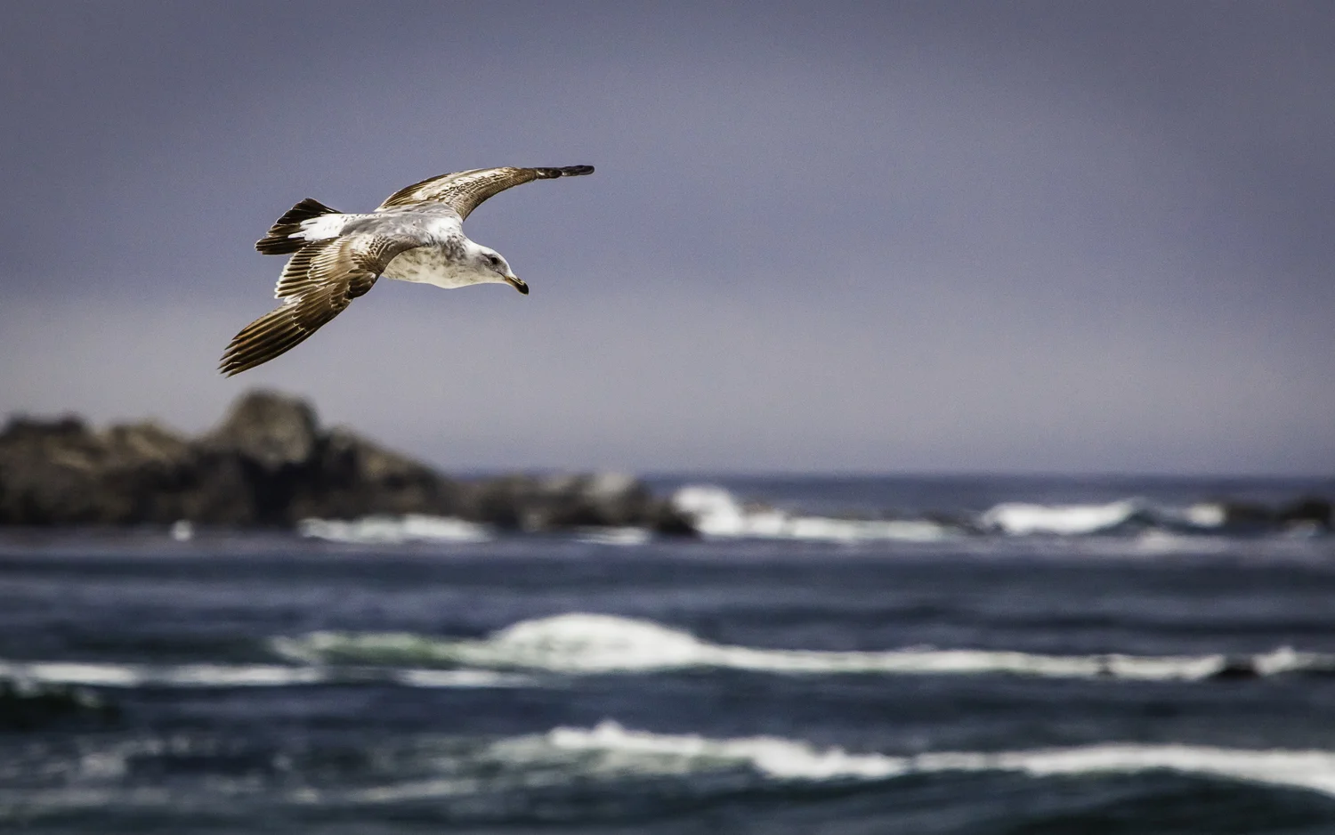 Juvenile Sea Gull -- Asilomar State Beach, Pacific Grove, California