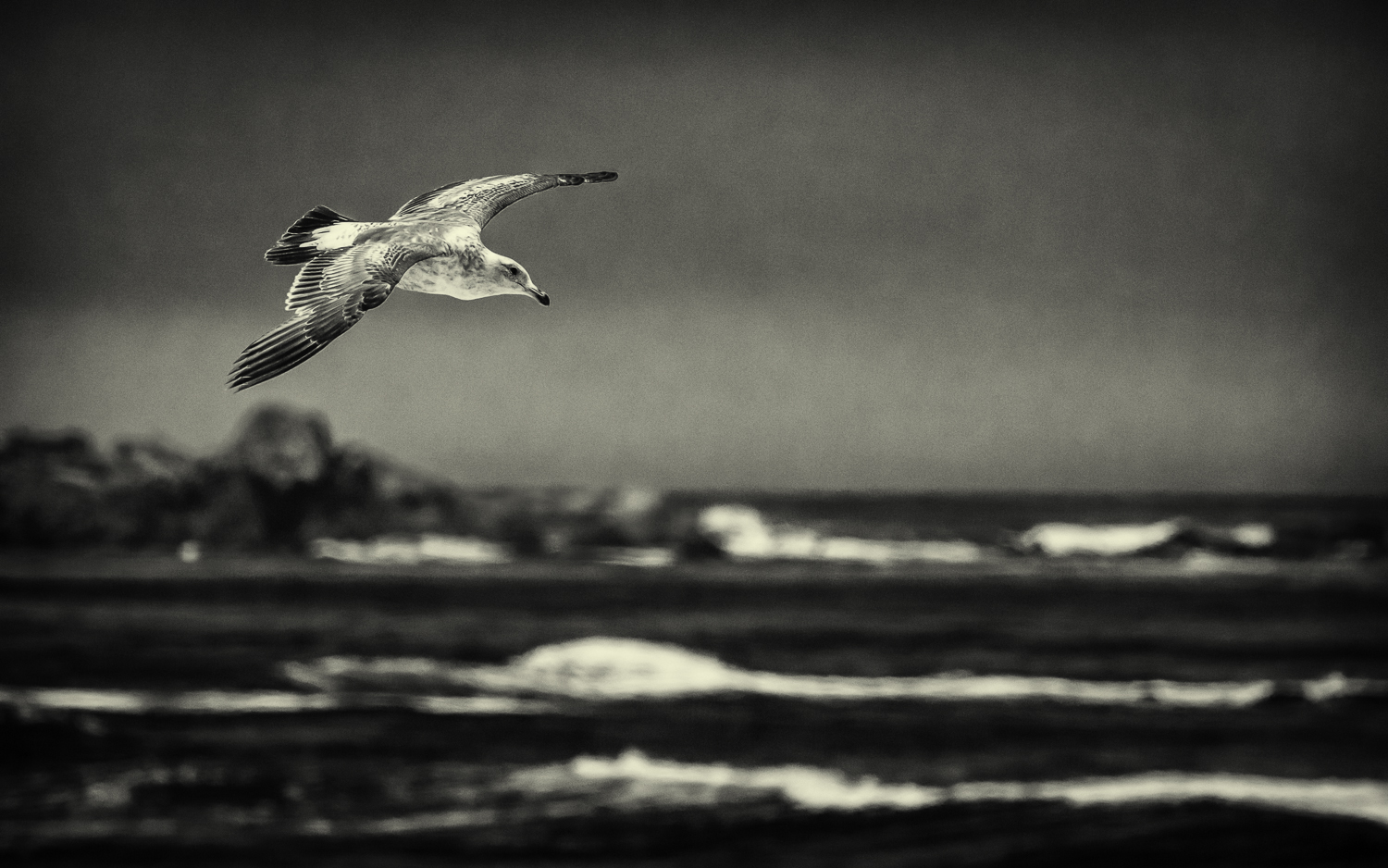 Juvenile Sea Gull Black & White -- Asilomar State Beach, Pacific Grove, California