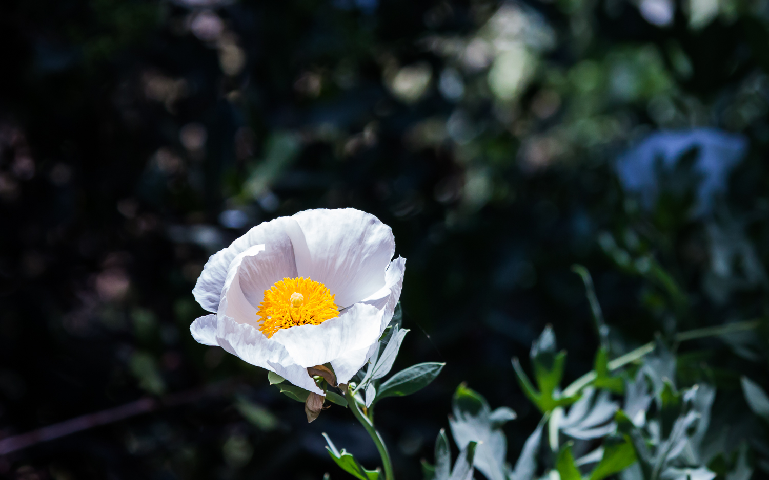 Matilija Poppy -- Los Gatos Creek Trail -- Los Gatos, California