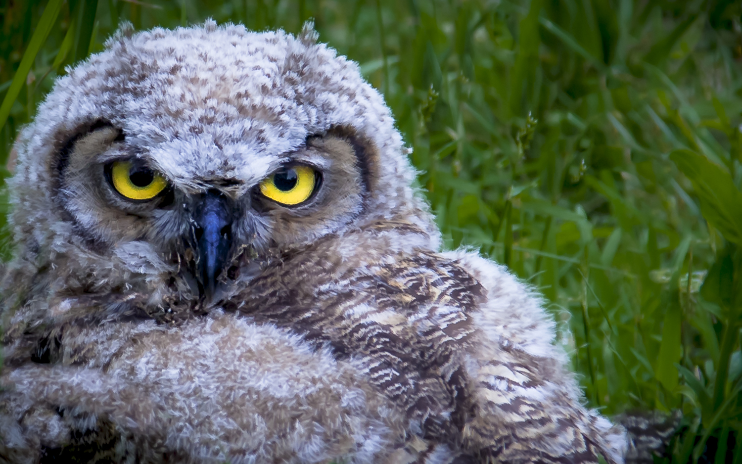 Coastal Great Horned Owl Fledgeling -- Ridgefield National Wildlife Refuge -- Ridgefield Washington