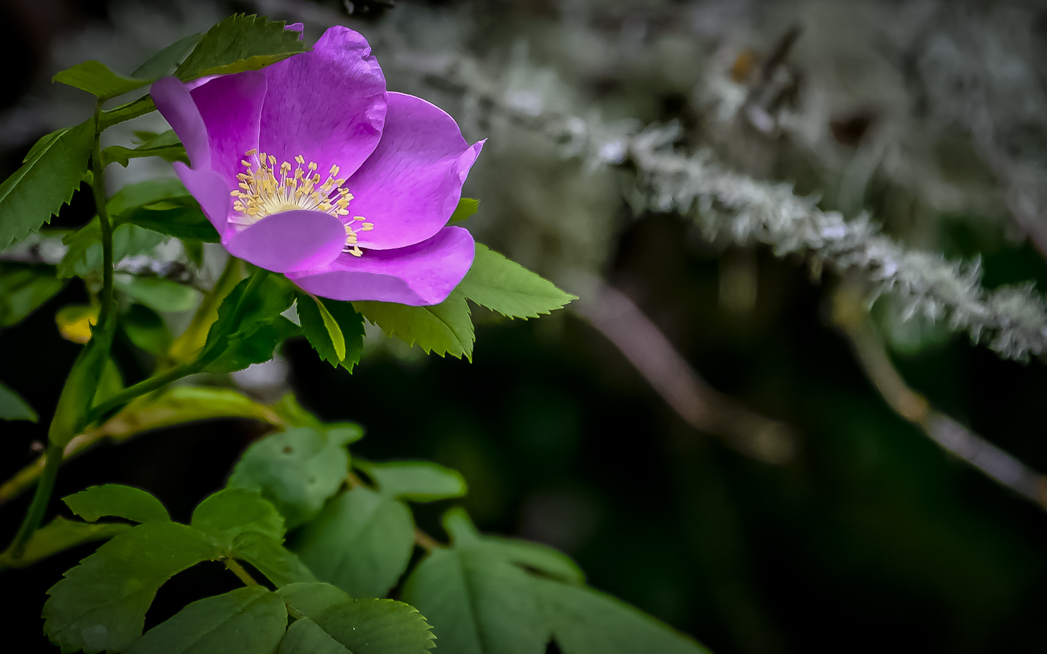 Wild Rose -- Ridgefield Wildlife Refuge, Ridgefield Washington