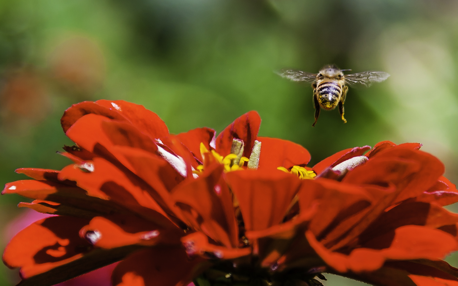 Bee Leaving Zinnia -- My Back Yard.jpg