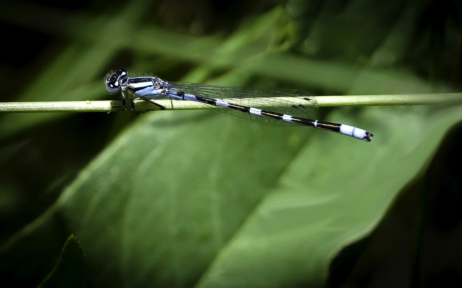 Tule Bluet With Tiny Green Aphid, Ridgefield National Wildlife Refuge, Ridgefield Washington