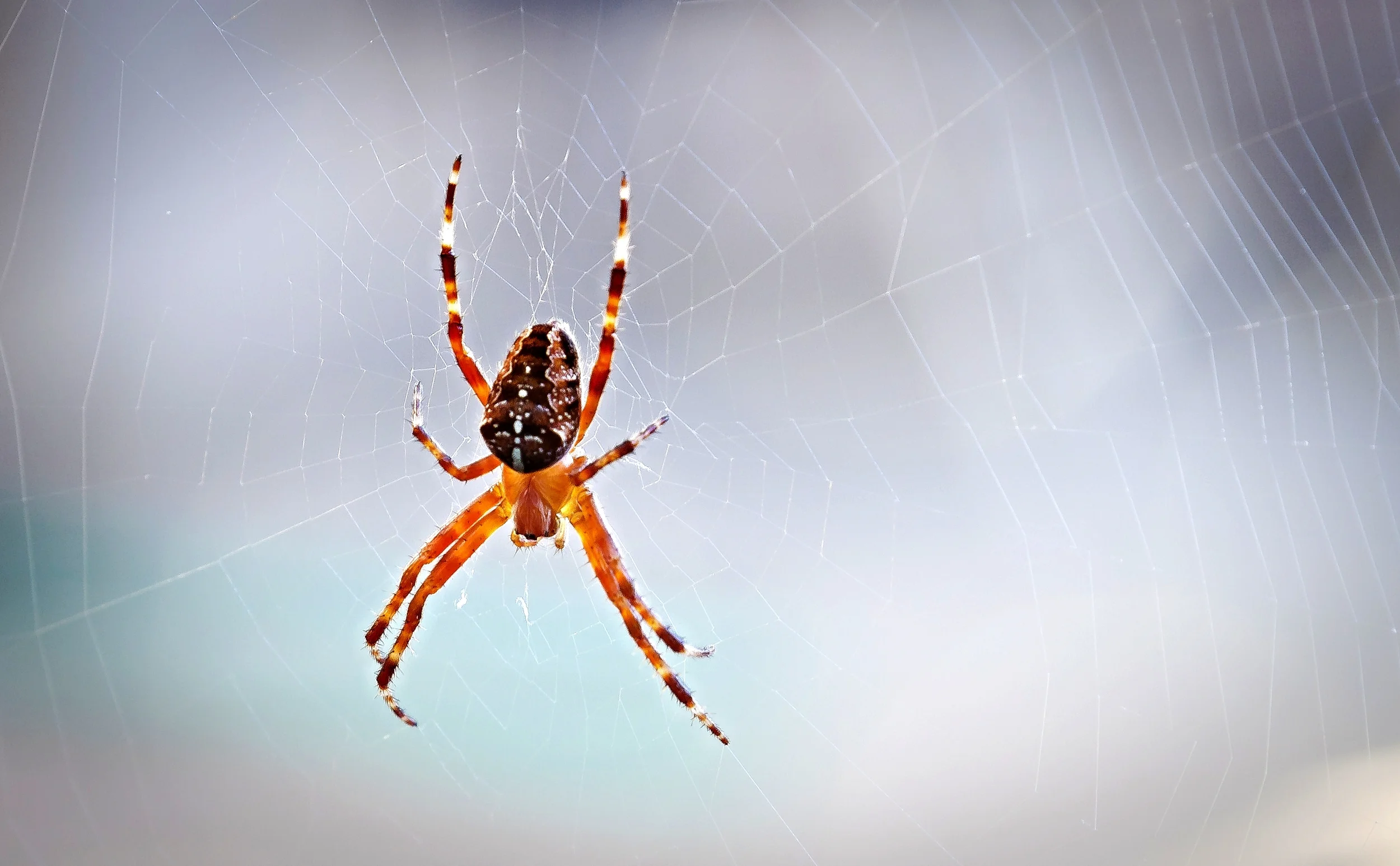 Spider-22.jpg