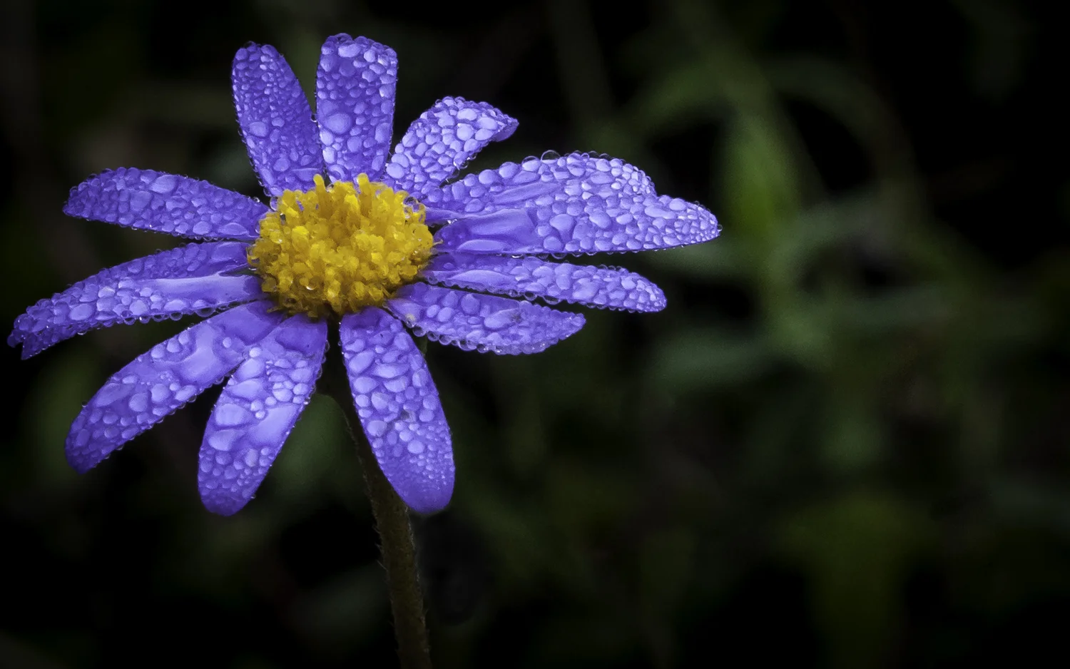 One of the beautiful prints is of this daisy photographed just after fog rose above its bed