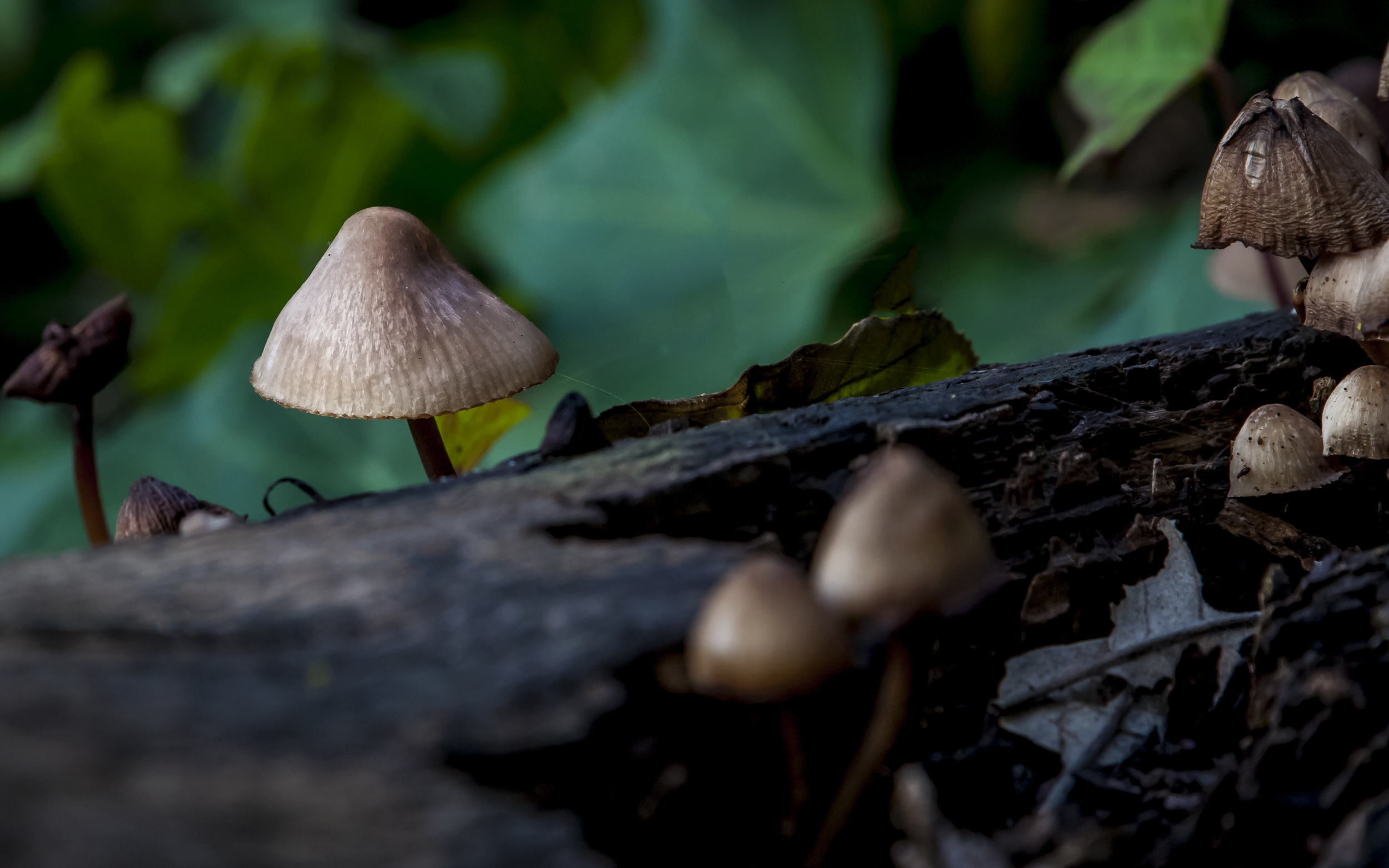 Los Gatos Trail Mushrooms