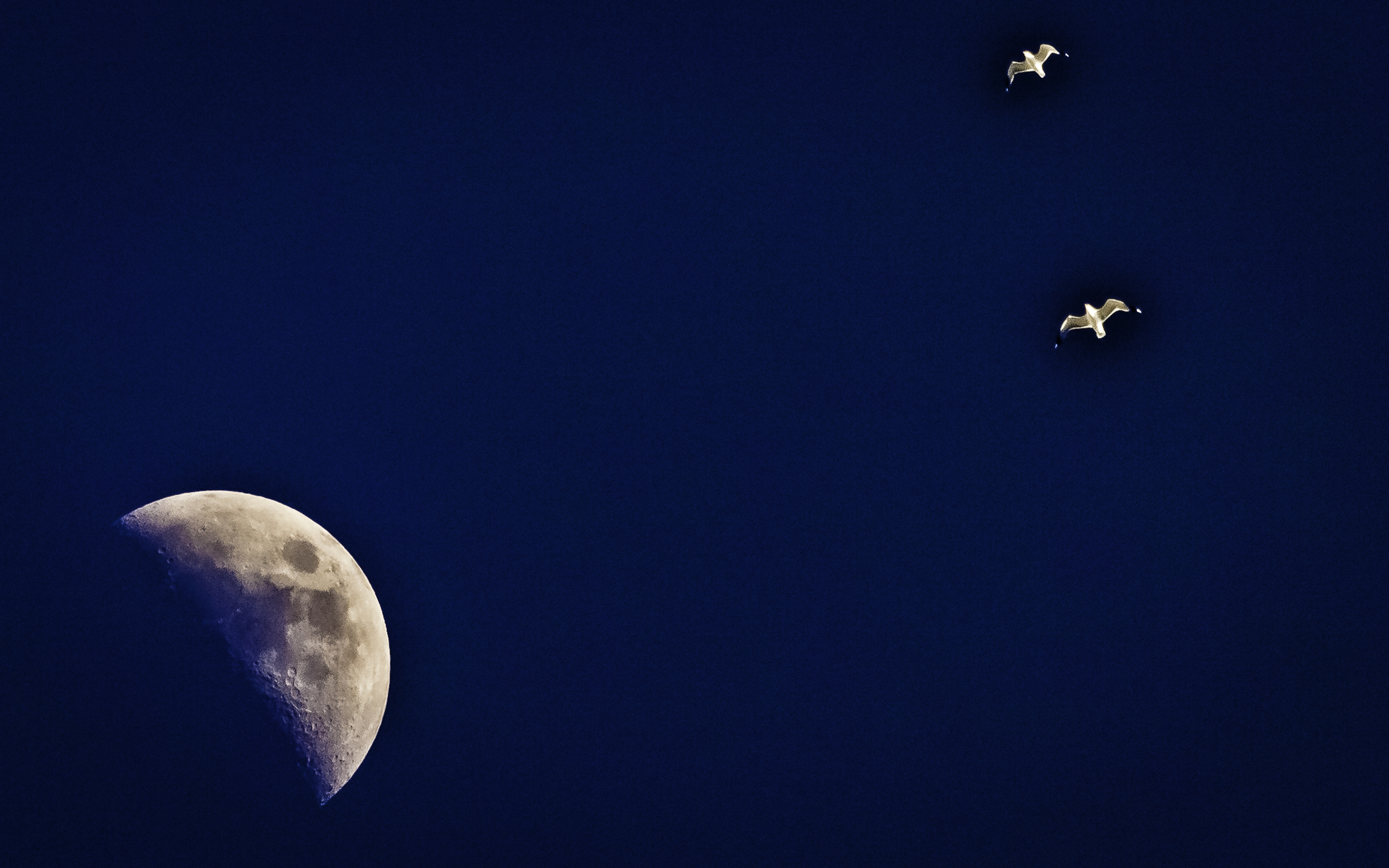 The Moon And Its Two Gull Friends Make a Handsome Threesome