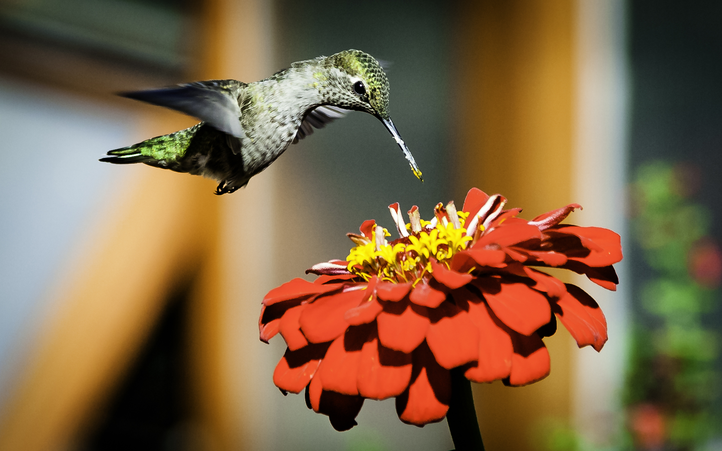 Anna’s Hummingbird  Above Zinnia -- My Backyard, San Jose, California