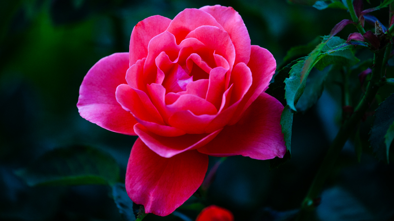 Rose Garden 1.JPG