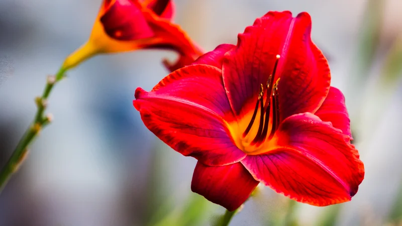 Daylily Outside Building L 3 1.JPG