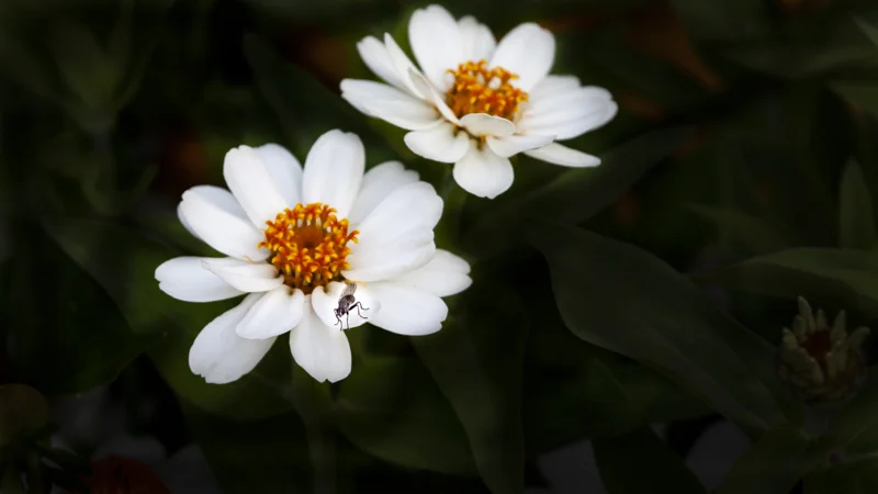 Fly on Flower.JPG