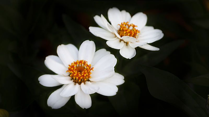 Flower with fly removed.JPG