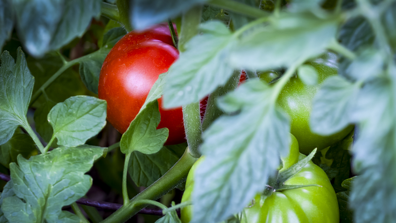 Tomatoes ripe and green-2.JPG