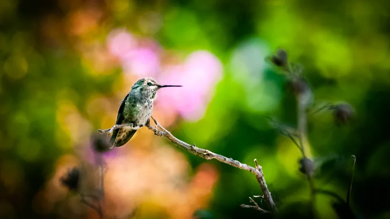 Female Annas Humming bird outside L139.jpg