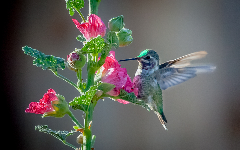 Annas Hummingbird On Hollyhock_.jpg