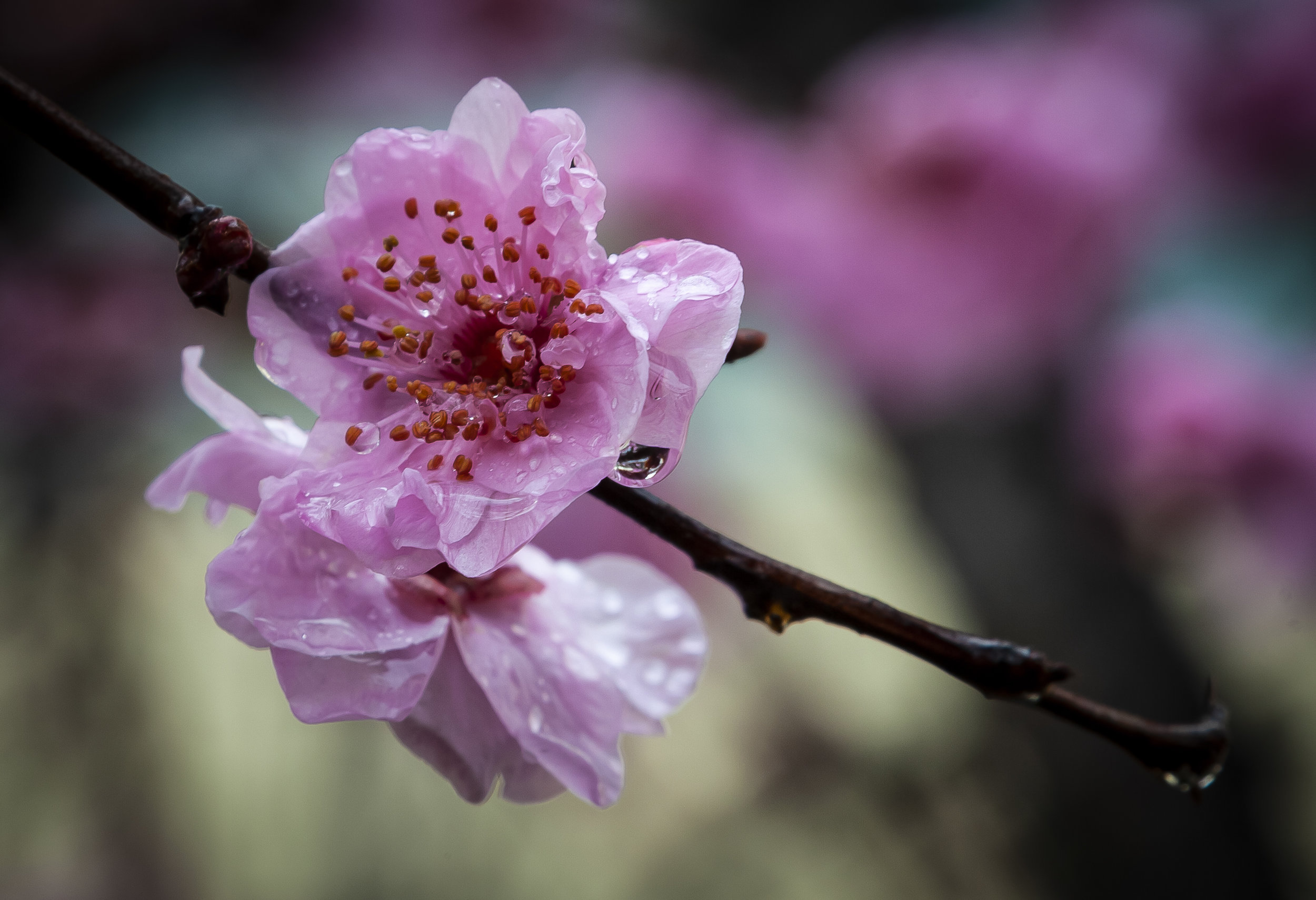 Flowering Plum.jpg