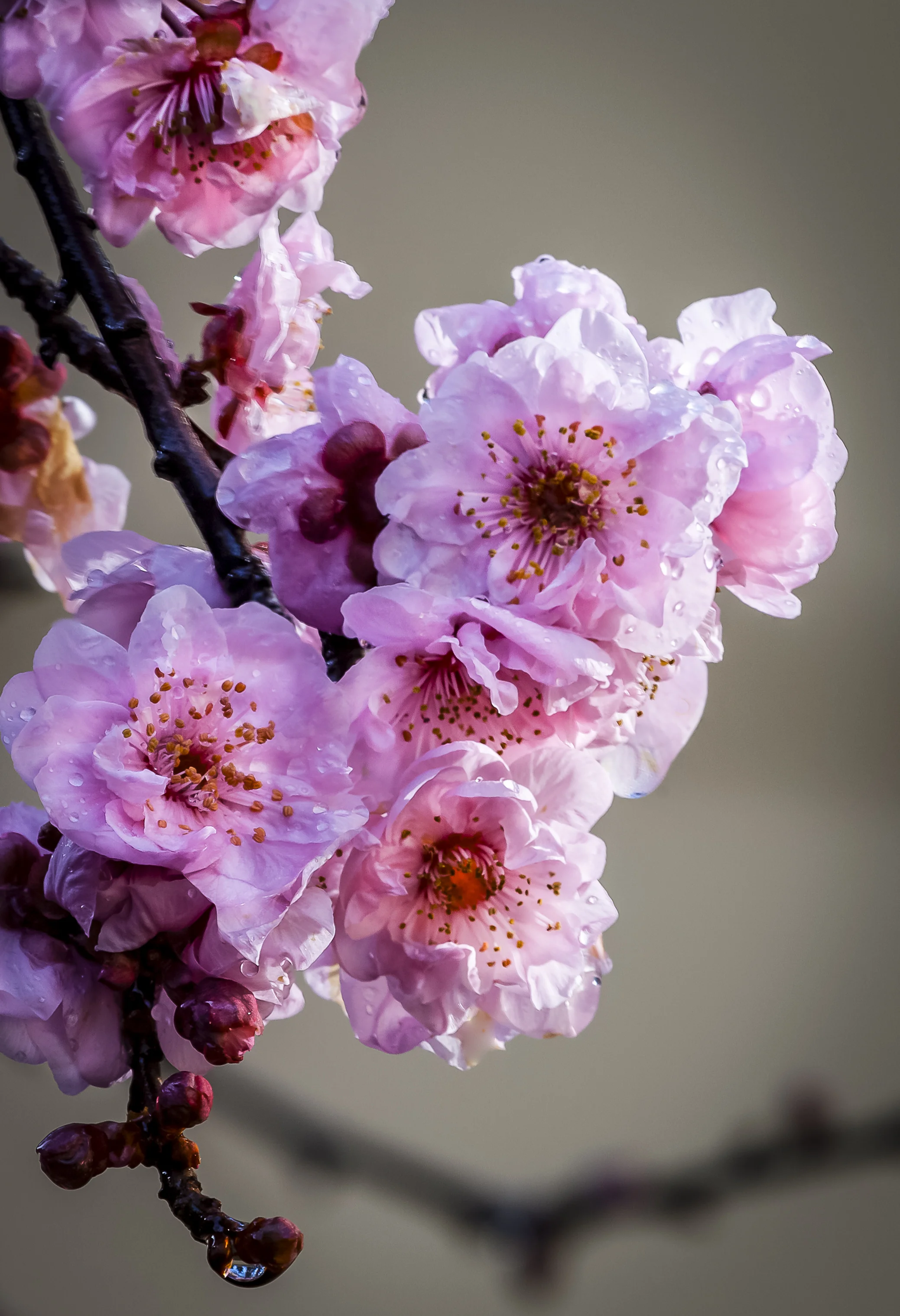 Flowering Plum-2.jpg